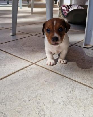Jack Russel terrier