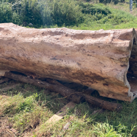 TRONCO CAVO DI OLMO. PEZZO UNICO!