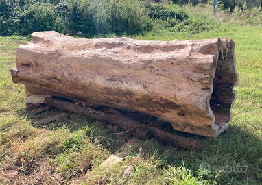 TRONCO CAVO DI OLMO. PEZZO UNICO!