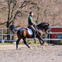 Cavallo arabo stallone