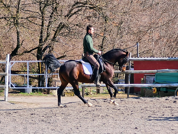 Cavallo arabo stallone