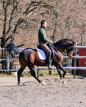 Cavallo arabo stallone