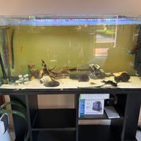 Acquario 300 Lt con accessori