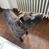 Dolcissima Pitt