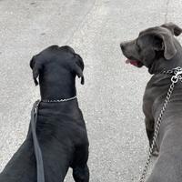 Cane corso femmina 2