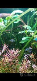 Pelvicachromis pulcher