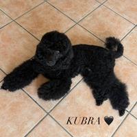 Cuccioli di Barbone Nano