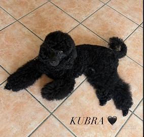 Cuccioli di Barbone Nano