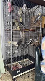 Pappagalli Calopsite NON ALLEVATI A MANO