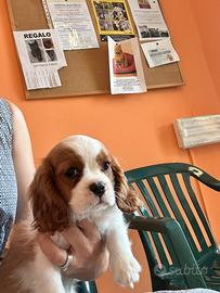 Maschietto cavalier King
