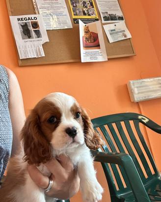 Maschietto cavalier King