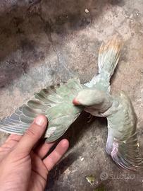 Disponibile collari mutati allevati a mano calopsi
