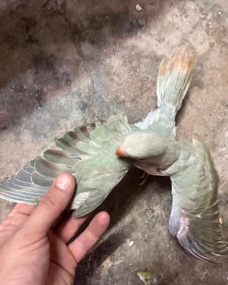 Disponibile collari mutati allevati a mano calopsi