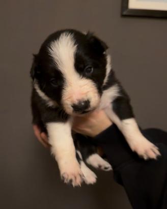 Border collie
