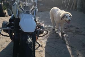 Nine T 1200 gs urban 7000km