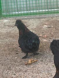 Gallo