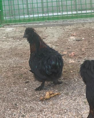 Gallo
