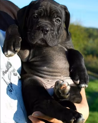 Cane corso cuccioli