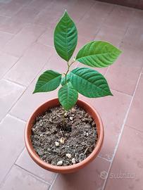 Pianta annona cherimola