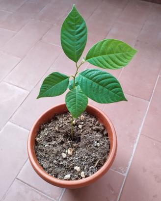Pianta annona cherimola