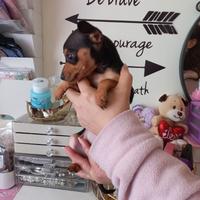 Cucciolo pinscher nano maschio