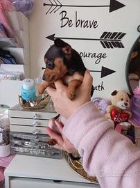 Cucciolo pinscher nano maschio