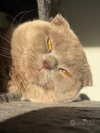 Scottish Fold maschio per accoppiamento