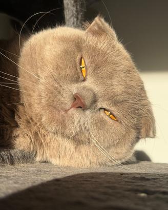 Scottish Fold maschio per accoppiamento