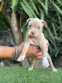 Pitbull tricolor