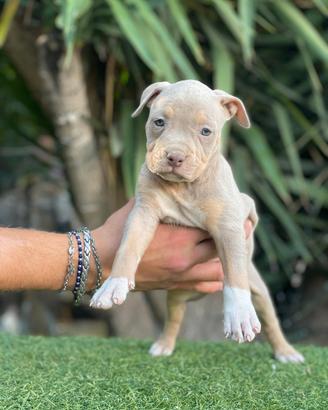 Pitbull tricolor