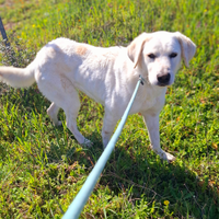 Simil-labrador