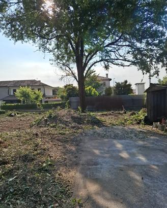 gratis legna da ardere, albero da tagliare (olmo) 