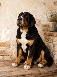 cucciolo di grande bovaro svizzero 
