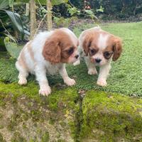 Cavalier King cuccioli