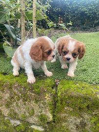 Cavalier King cuccioli