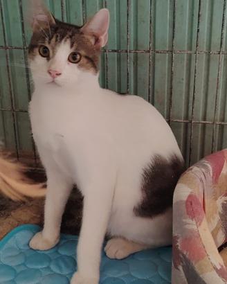 Totino gattino 5 mesi