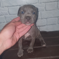 Pitbull blue nose