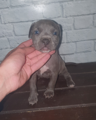Pitbull blue nose