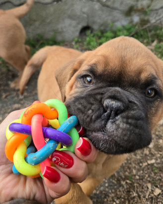 Dogue de bordeaux cuccioli 2 mesi