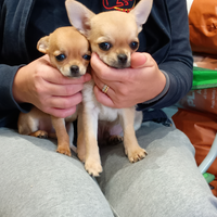 Cuccioli di chihuahua disponibili pedigree promo