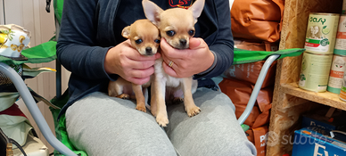 Cuccioli di chihuahua disponibili pedigree promo