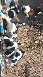 Border collie