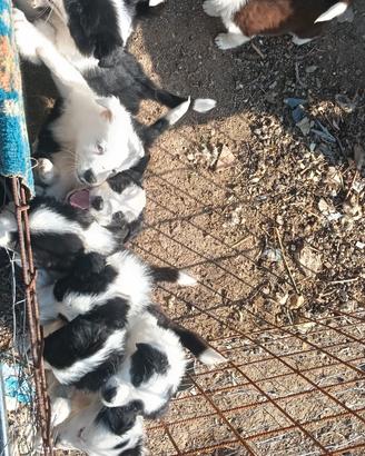Border collie