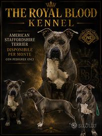 American Staffordshire terrier