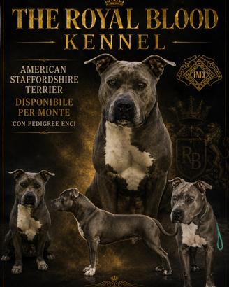 American Staffordshire terrier