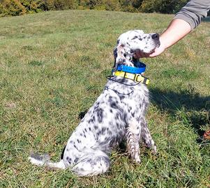 Setter inglese