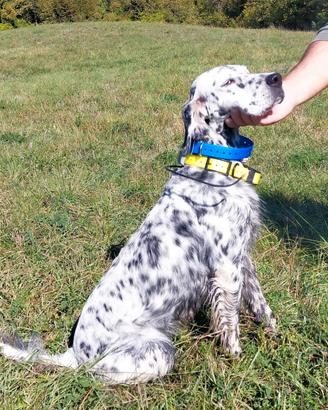 Setter inglese