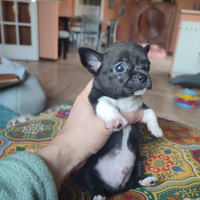 Chihuahua taglia piccola