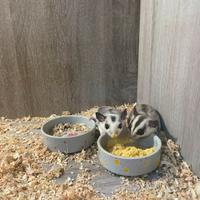 Petauro dello zucchero