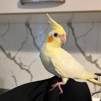 Calopsite allevato a mano